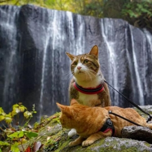 这2只猫咪比旅行博主还会玩 8年打卡上千景点