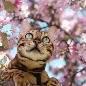 另类博主带猫环游世界 拍下奇幻猫片圈粉160w