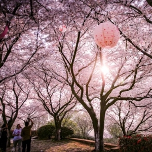 挖到世界级赏樱宝地 好吃也要拼第一